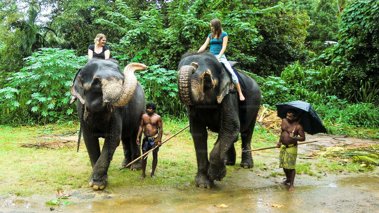 Millennium Elephant Foundation Visit from Kitulgala City