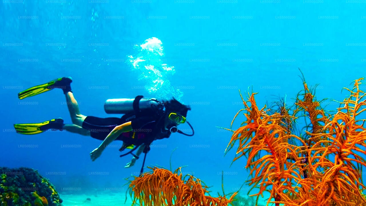 Diving from Mount Lavinia City