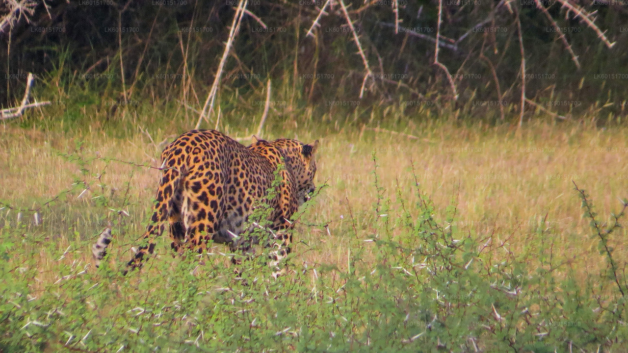 Wilpattu National Park Safari from Anuradhapura City
