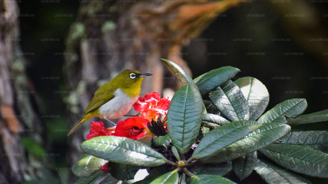 Horton Plains National Park Hike from Nuwara Eliya City
