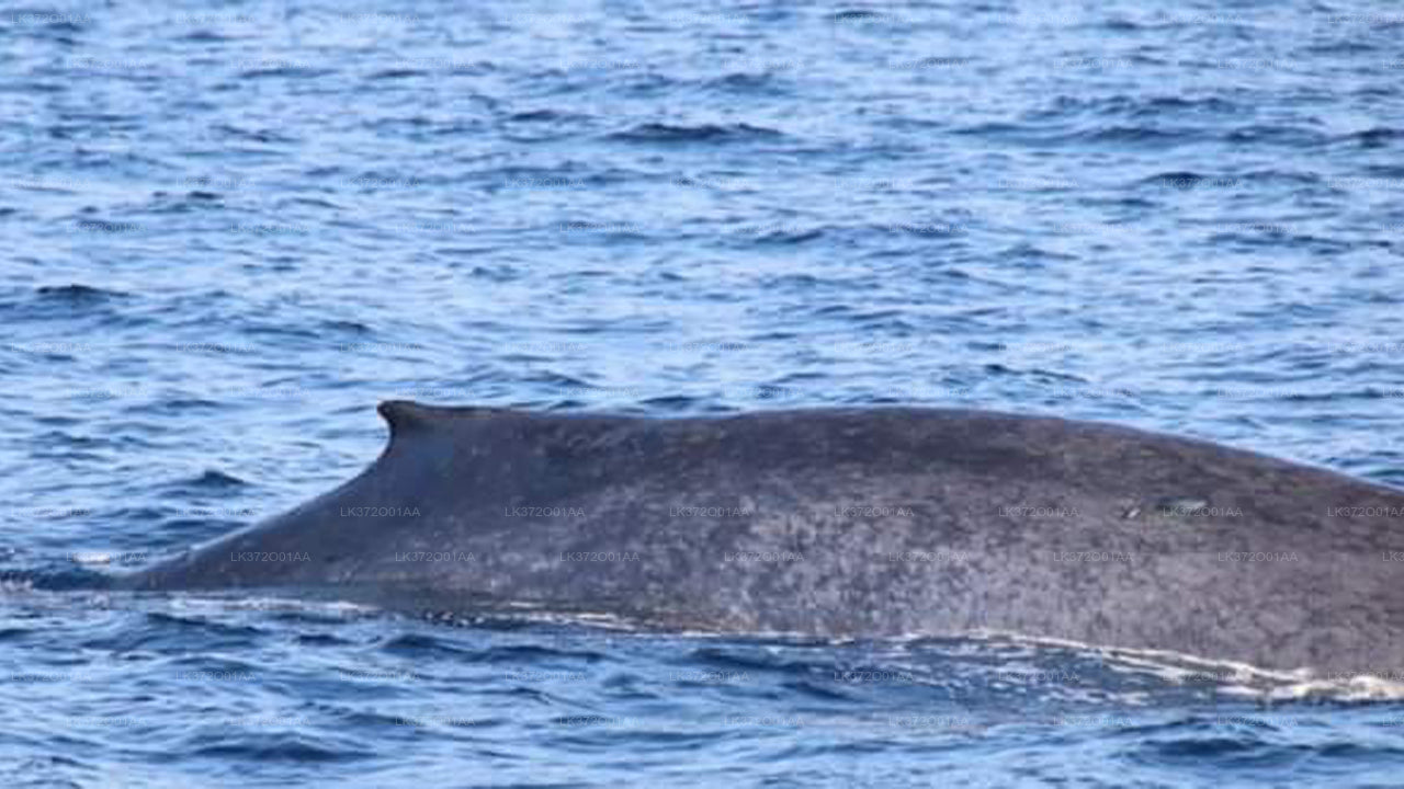 Whale Watching by Shared Boat from Ahungalla City