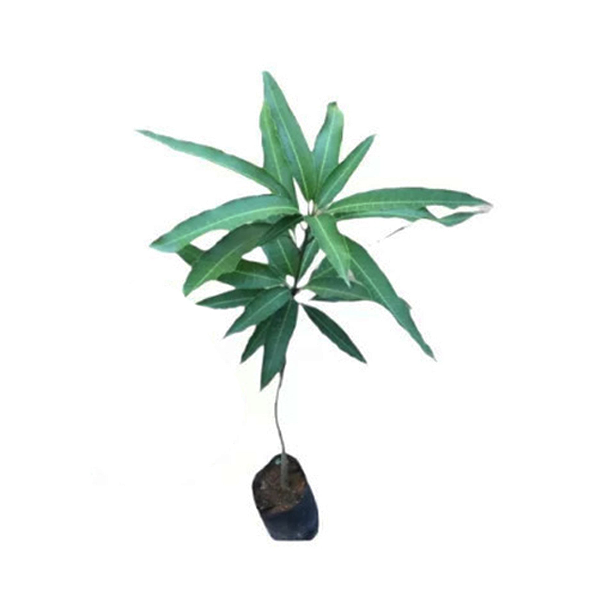 Lakpura® Bandaranayake Seedless (Mee Mango) Plant
