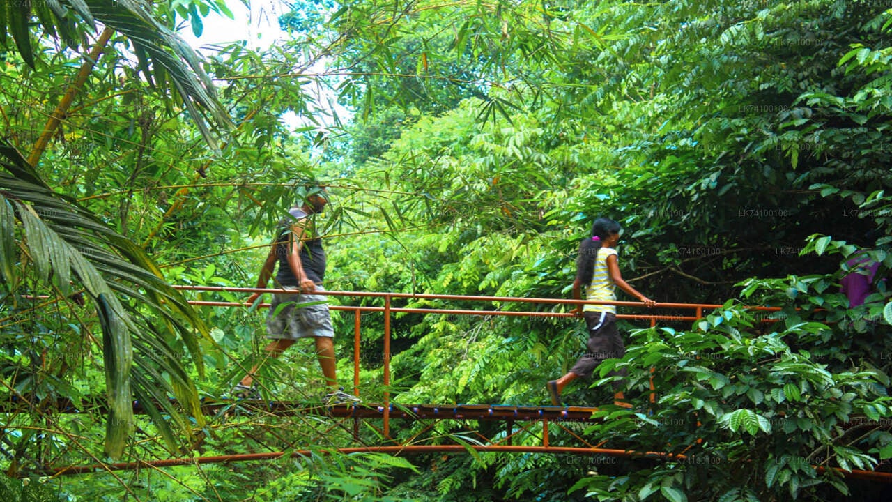 Rainforest Trekking from Kitulgala City