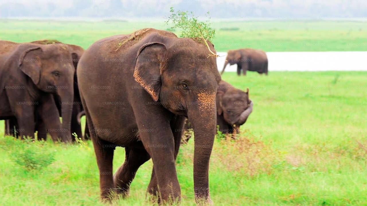 Kaudulla National Park Private Safari with Guide