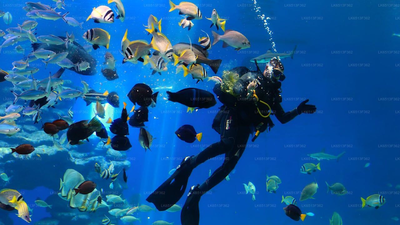 Discover Scuba Diving from Bentota City