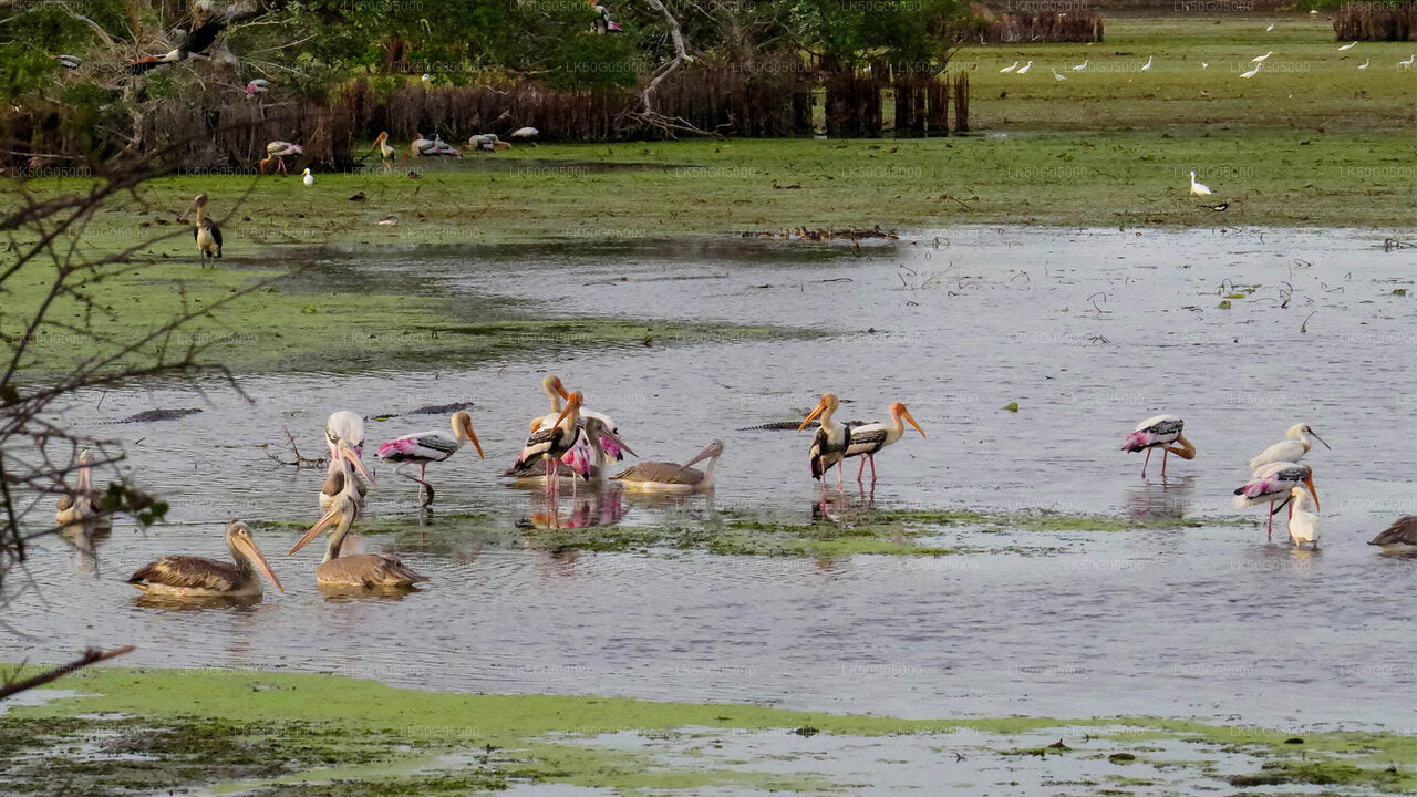 Kumana National Park Safari from Arugam Bay City