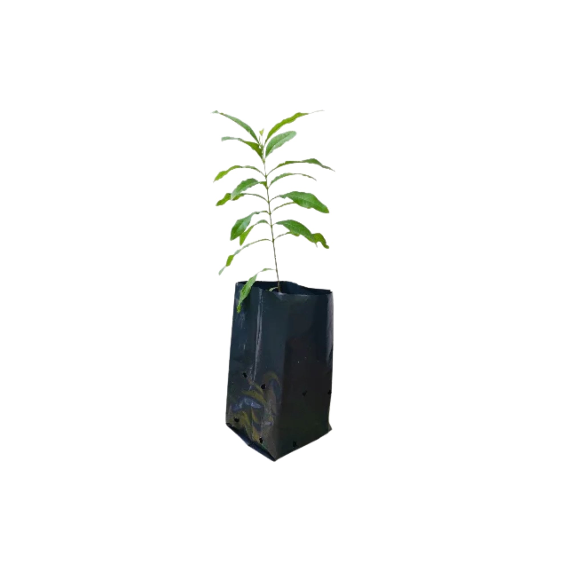 Lakpura® SandleWood (Sudu Hadun) Plant