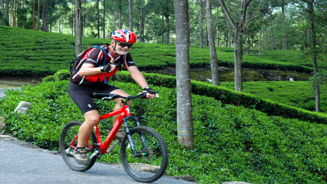 Tea Fields by Bicycle from Kandy City