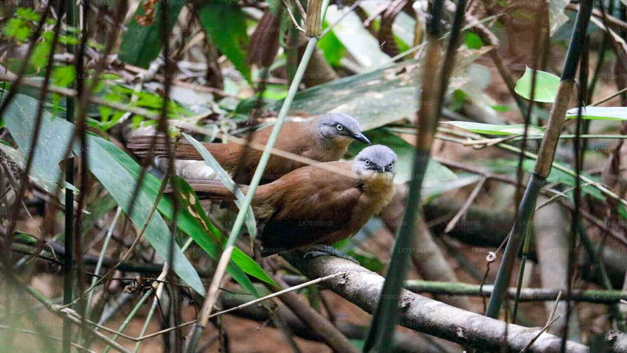 Birdwatching from Kitulgala City