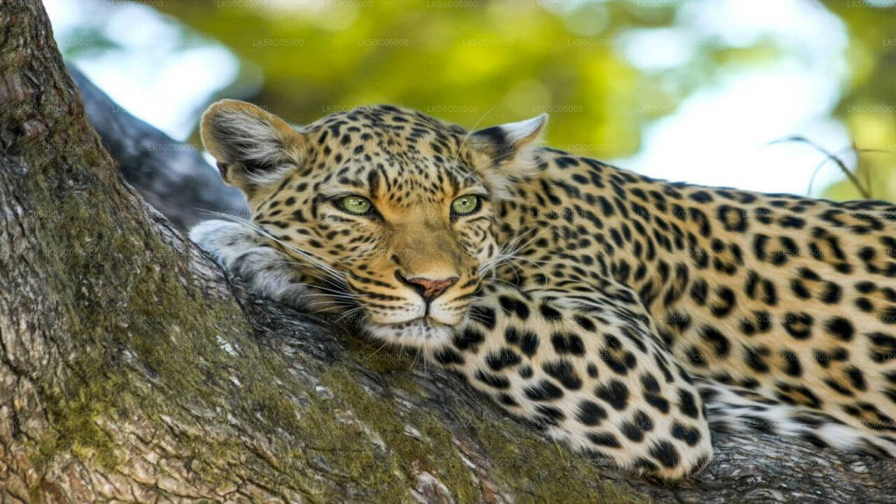Yala National Park Safari from Tissamaharama City