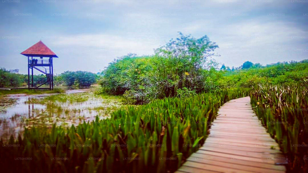 Birdwatching at Diyasaru Uyana from Colombo City
