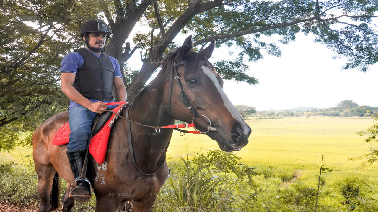 Horse Ride around a Village from Habarana City