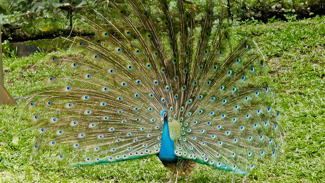 Billet d'entrée du parc national d'Udawalawe avec safari privé