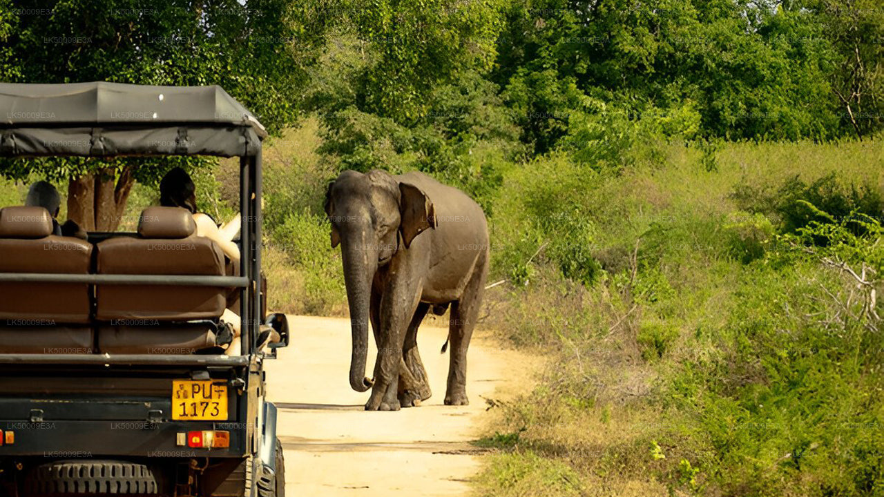 Billet d'entrée du parc national d'Udawalawe avec safari privé