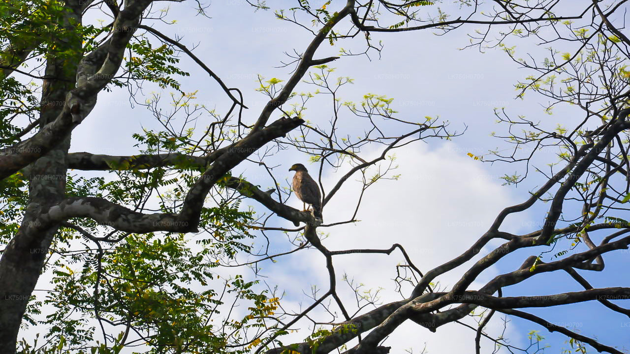 Birdwatching at Anawilundawa Sanctuary from Colombo City