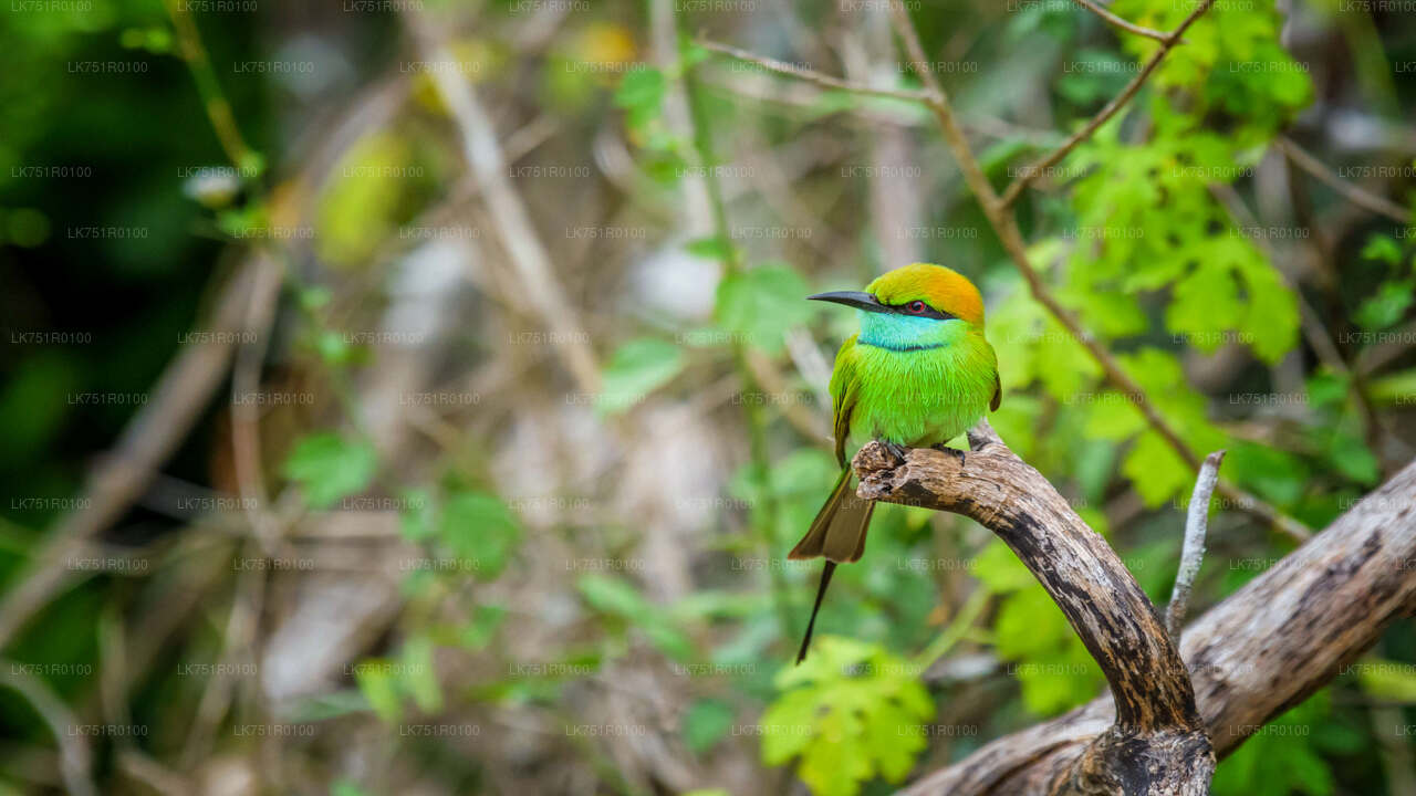 Birdwatching and Trekking from Horton Plains National Park