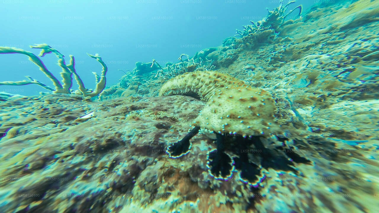 Snorkeling in Talawila St. Anne's Reef