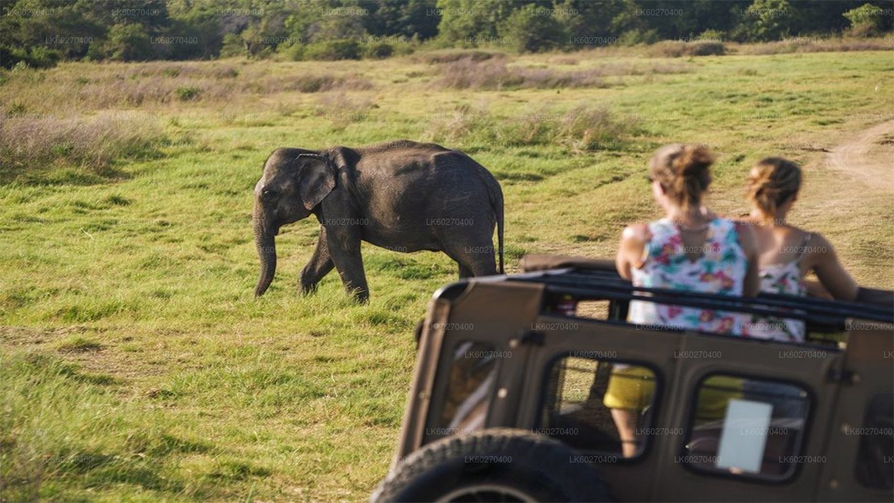 Udawalawe National Park Safari from Dikwella City
