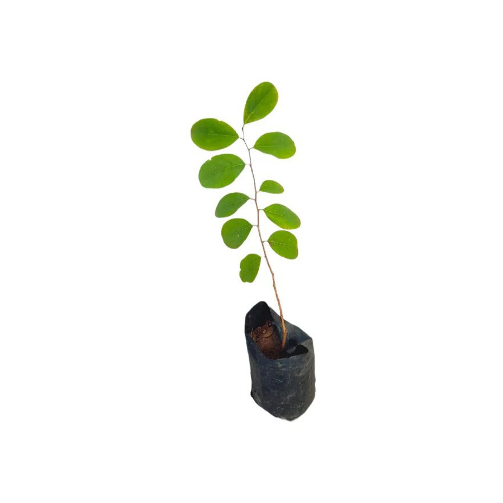 Lakpura® Gajamadara Plant
