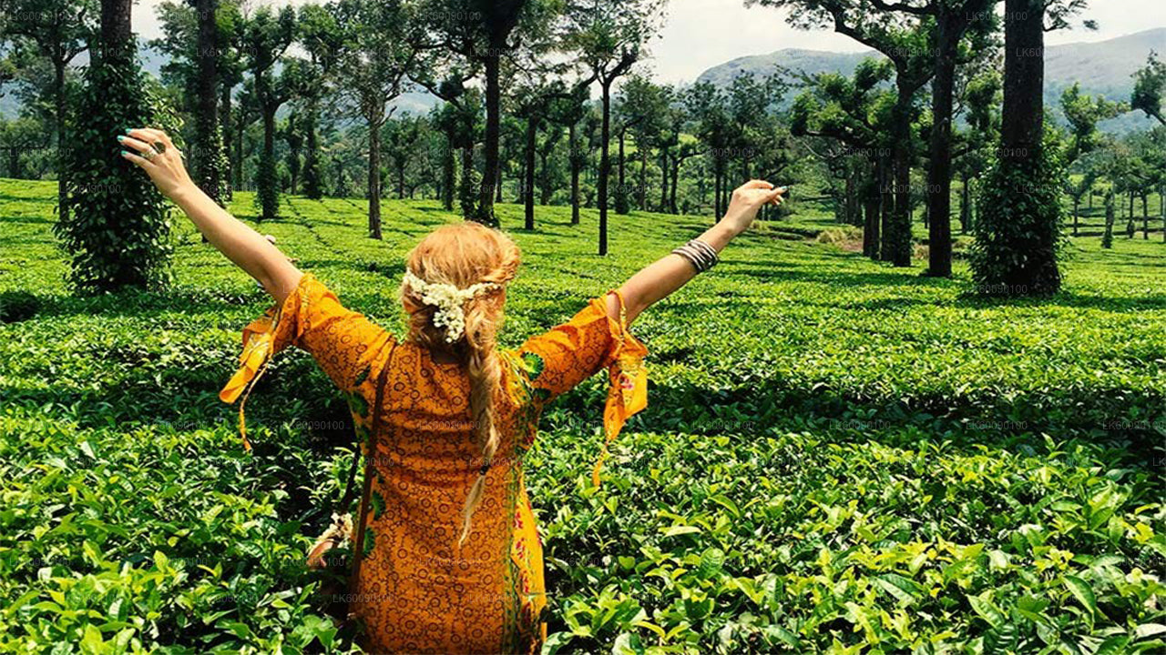 Tea Estate Experience from Ella City