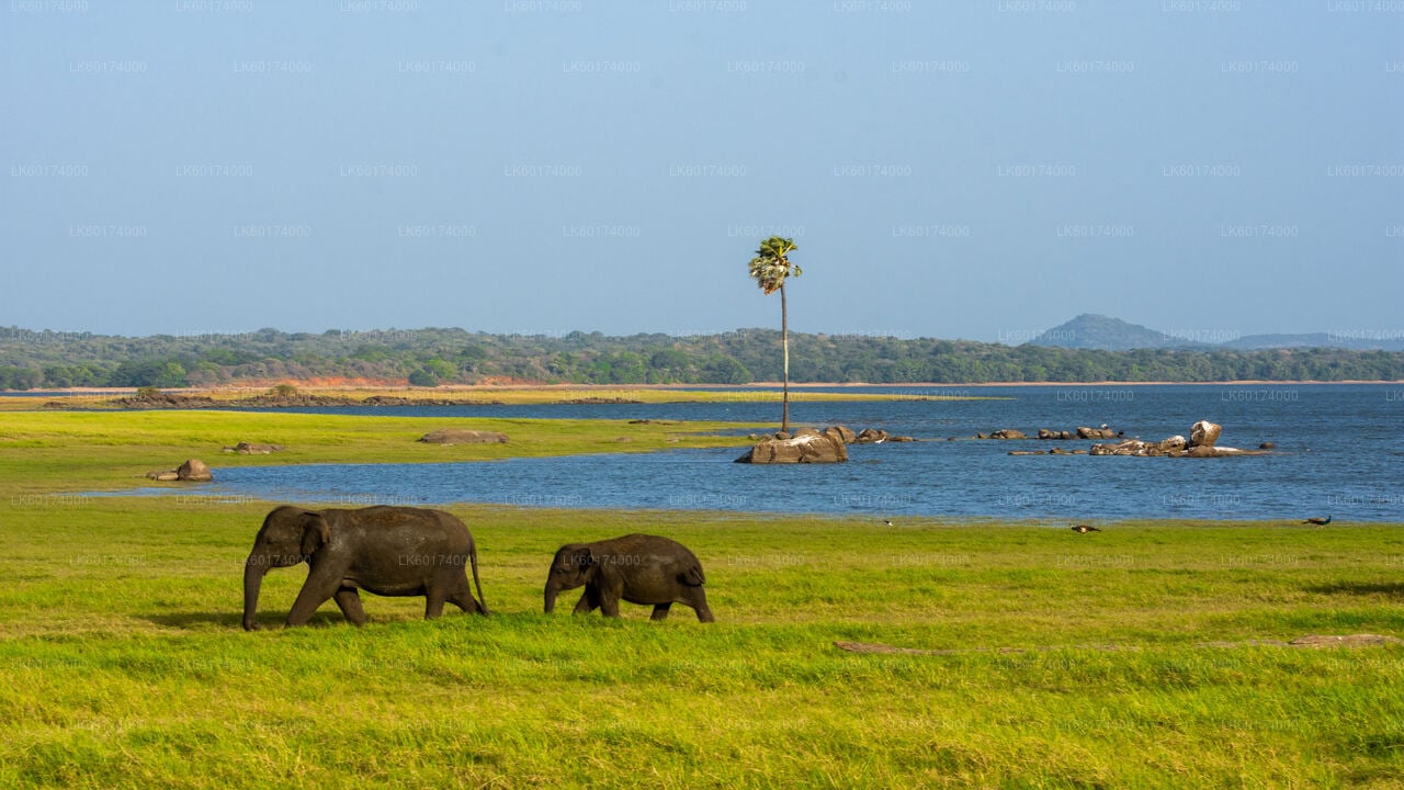 Minneriya National Park Private Safari with Naturalist