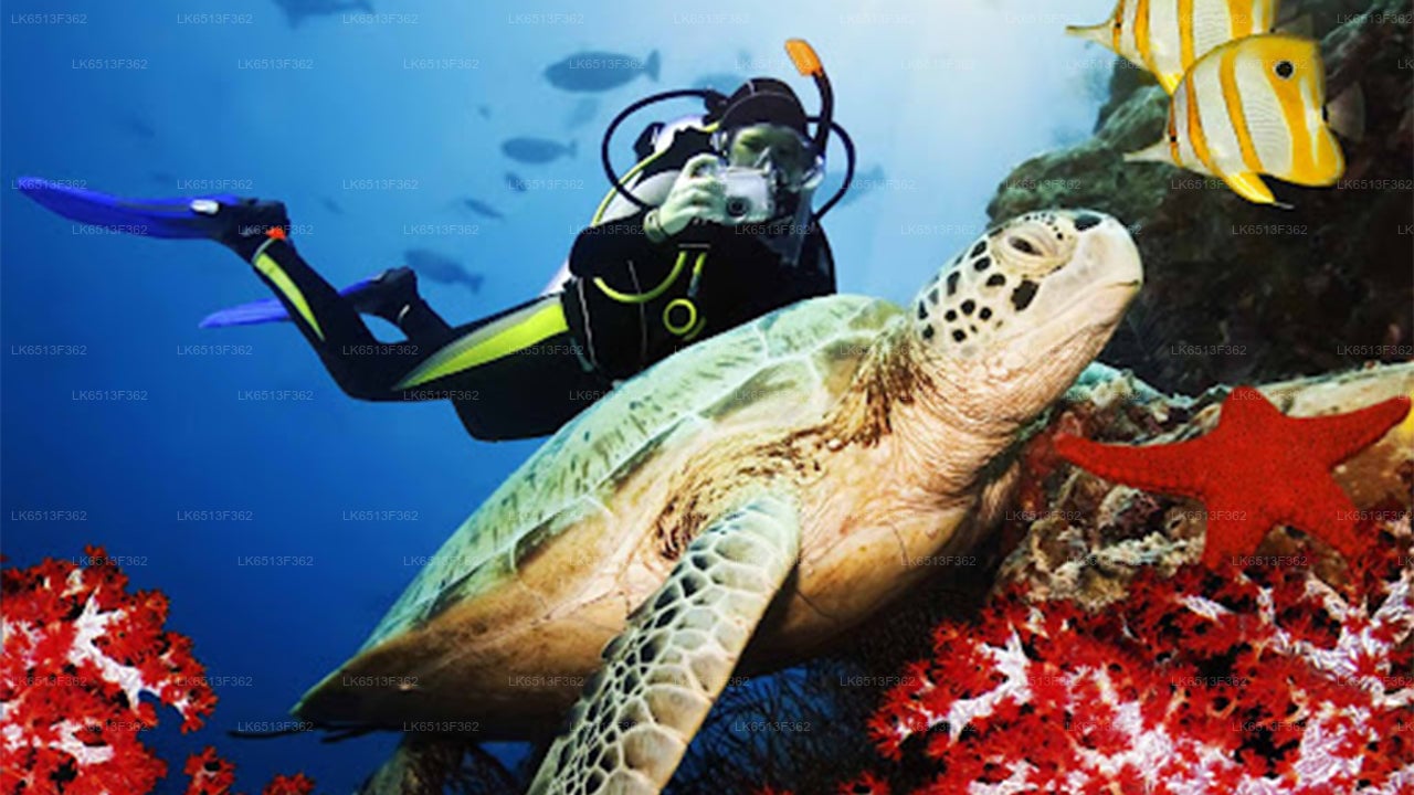 Discover Scuba Diving from Bentota City