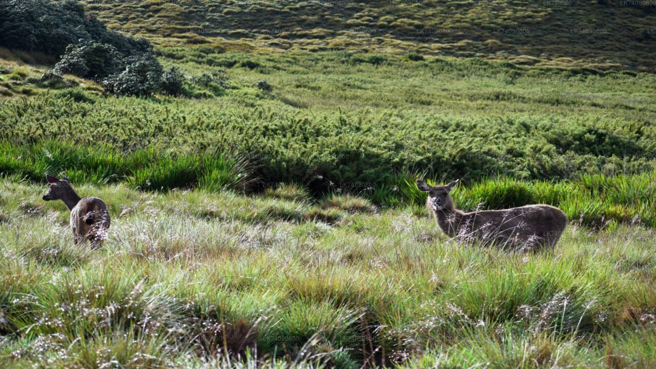 Horton Plains National Park from Ella City