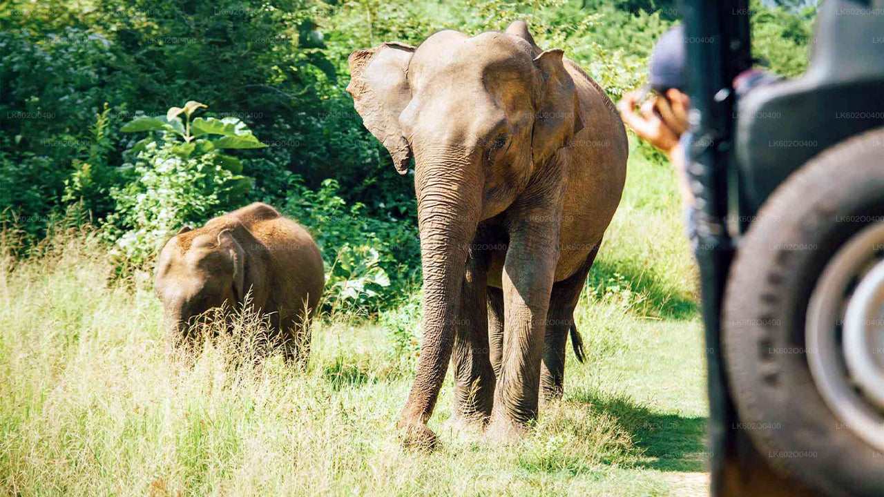 Yala National Park Safari from Mirissa City