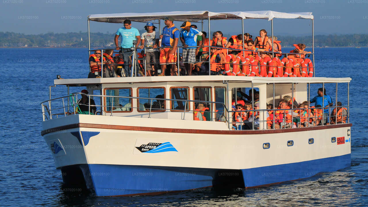 Whale Watching by Shared Boat from Ahungalla City