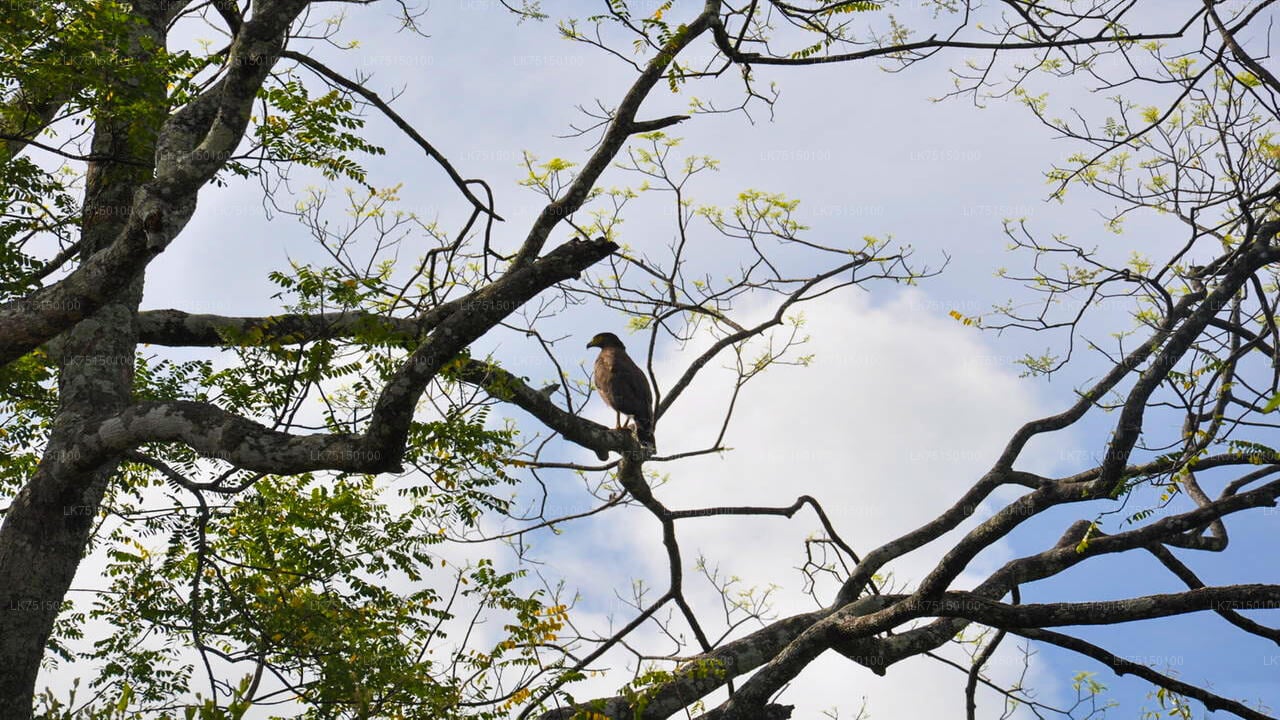 Birdwatching at Anawilundawa Sanctuary from Kalpitiya City