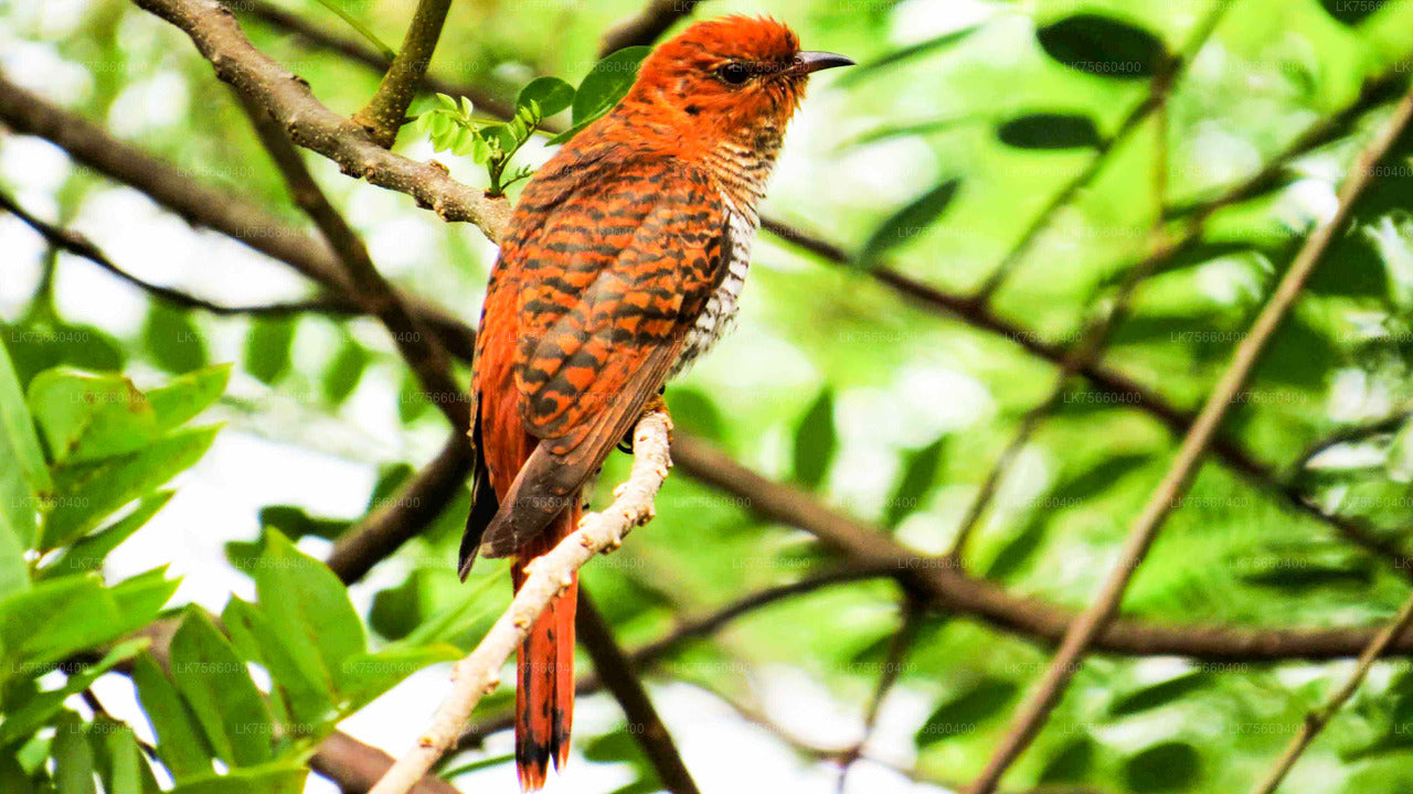 Birdwatching at Sinharaja Rainforest from Mount Lavinia City