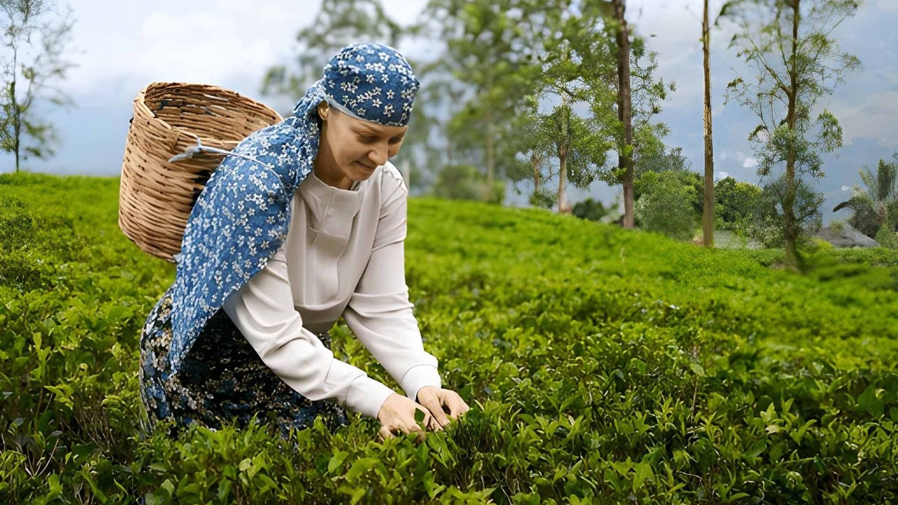 Tea Factory Tour from Nuwara Eliya