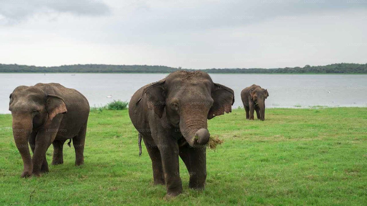 Kaudulla National Park Private Safari from Polonnaruwa City