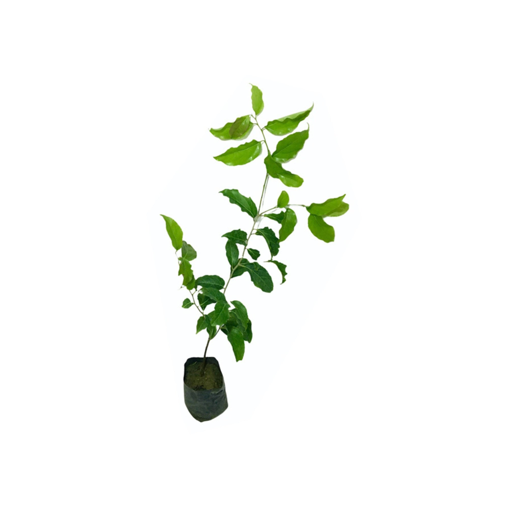 Lakpura® Thai Ugurass (Small) Layered Plant