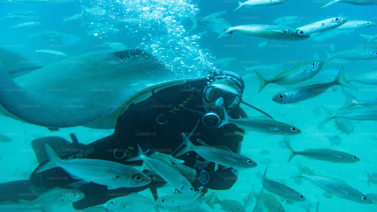 Immersioni subacquee da Negombo