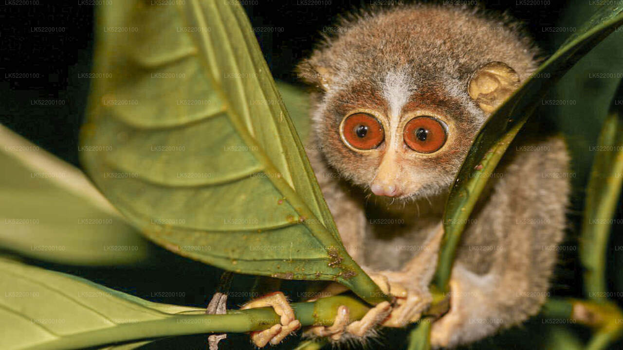 Loris Watching from Sigiriya City