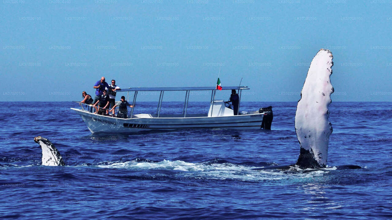 Whale Watching by Shared Boat from Ahungalla City