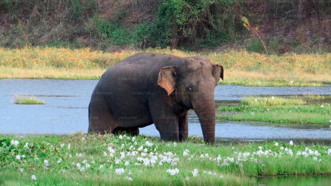 Kalawewa National Park Private Safari