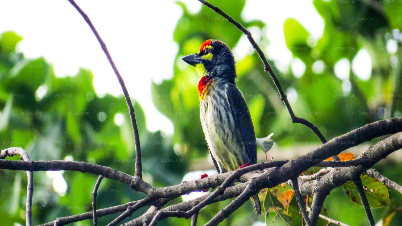 Birdwatching at Thalangama Wetland from Colombo
