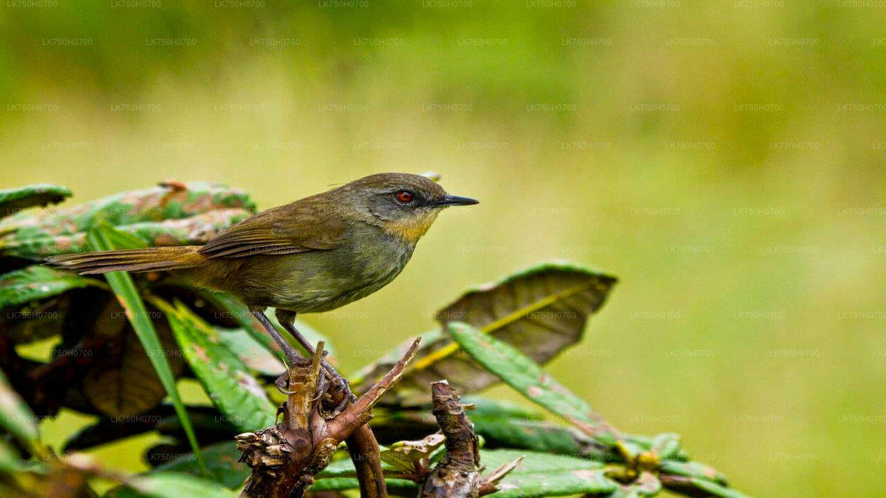 Birdwatching at Anawilundawa Sanctuary from Colombo City