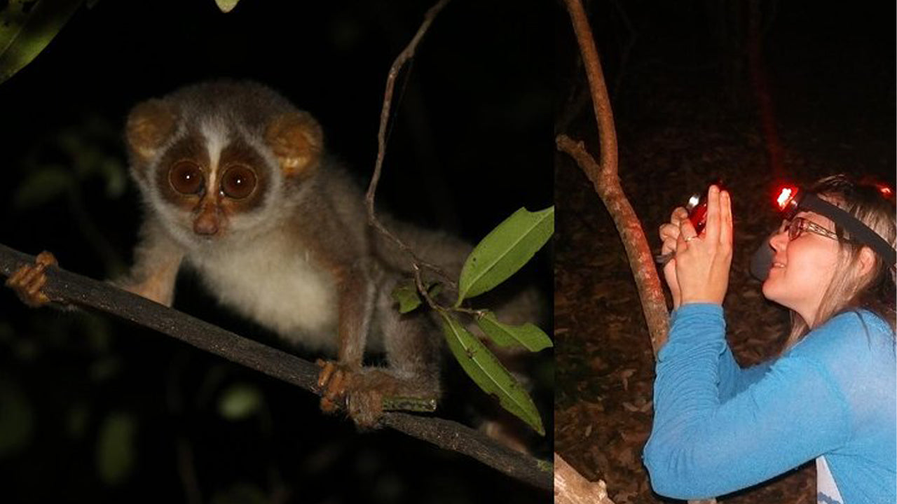 Guided Night Walk with Loris Watching from Wilpattu City