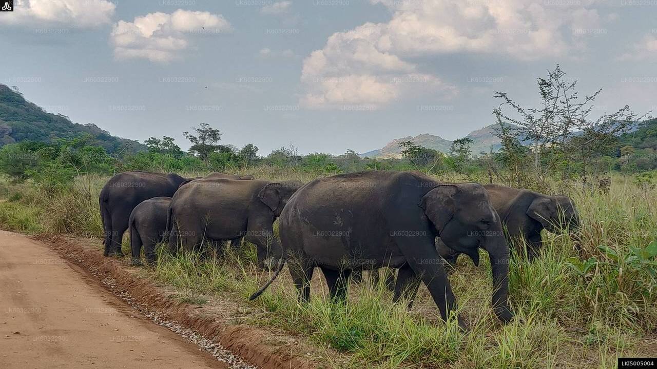 Hurulu Eco Park Private Safari from Habarana City
