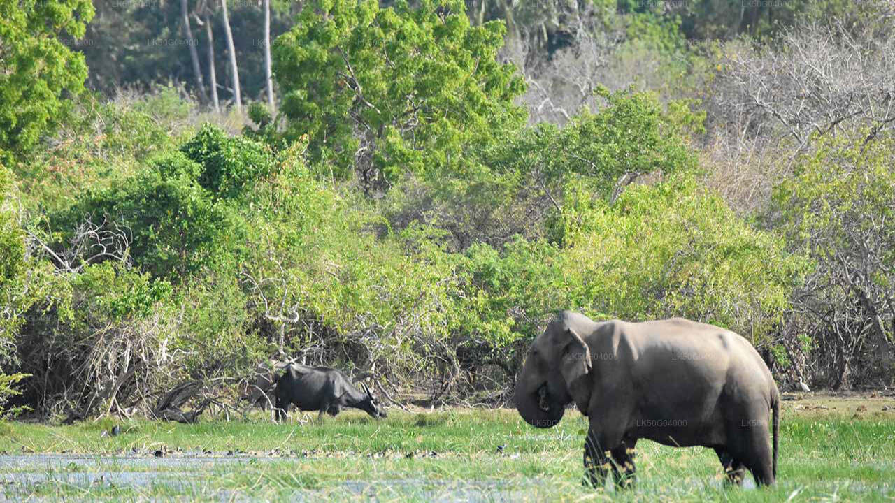 Kumana National Park Private Safari from Pottuvil