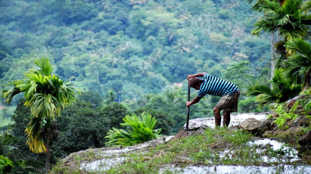 Trekking to Heeloya Village from Kandy City
