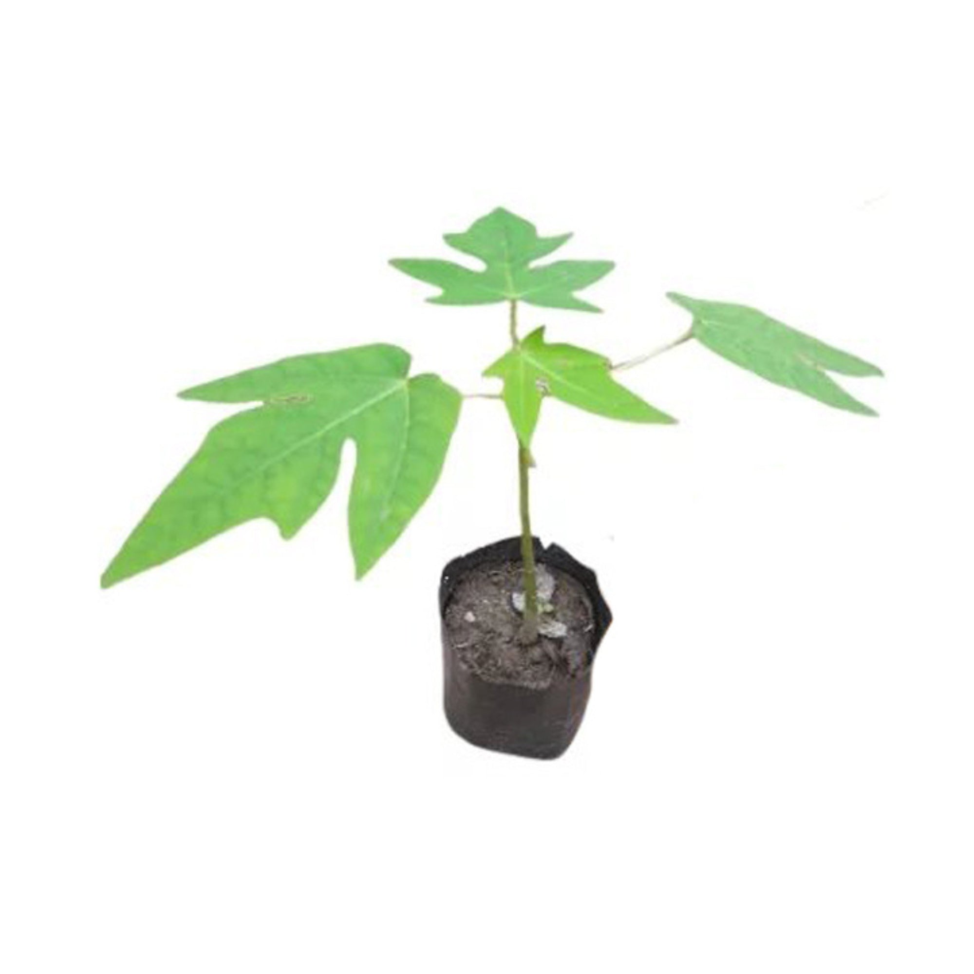 Lakpura® Red Lady Papaya Plant