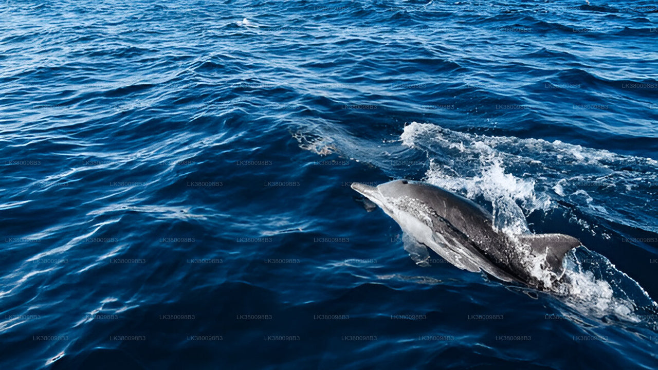 Dolphin Watching Boat Tour from Tangalle City