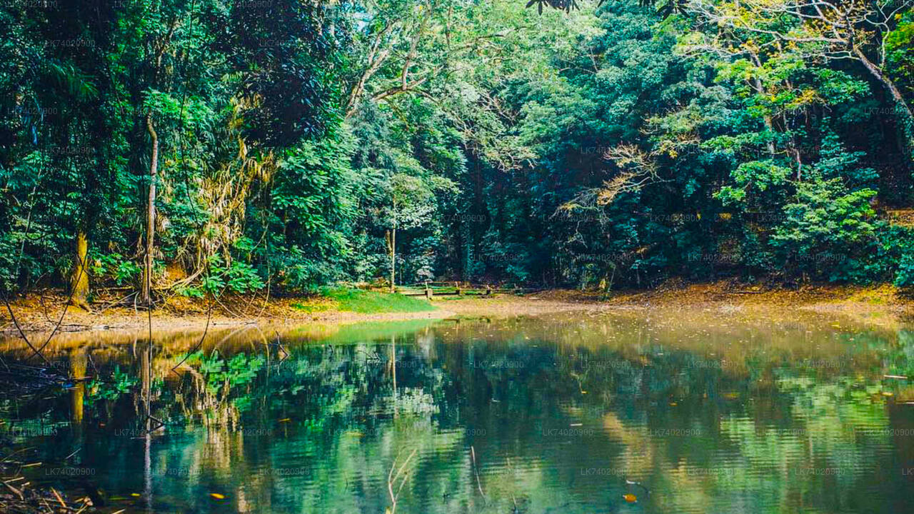 Udawattakele Forest Reserve Hike from Kandy City