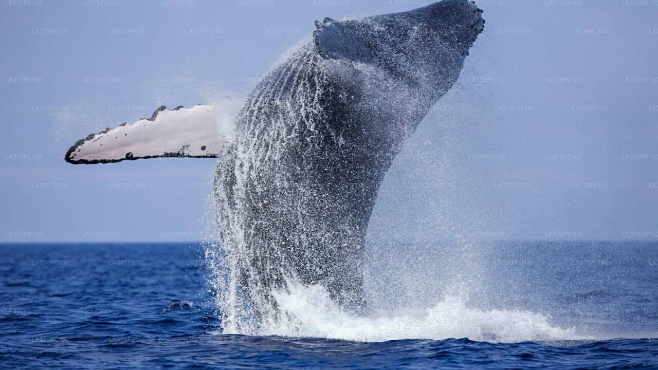Whale Watching Boat Tour from Tangalle City