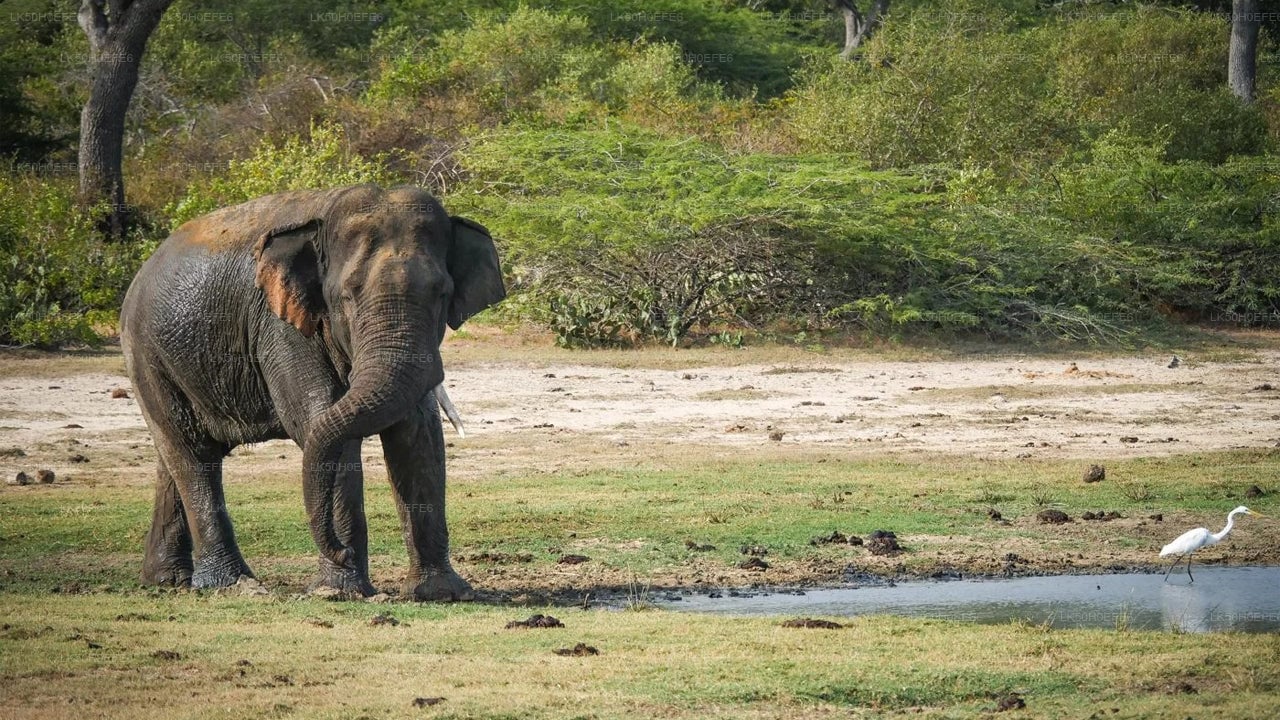Bundala National Park Private Safari