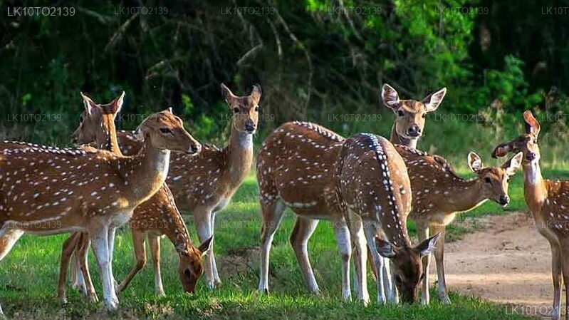 Private Tour from Mirissa to Arugam bay with Yala Safari